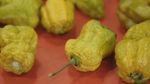 Carolina Reaper Kalah! Ini 10 Cabai Terpedas di Dunia Tahun 2025