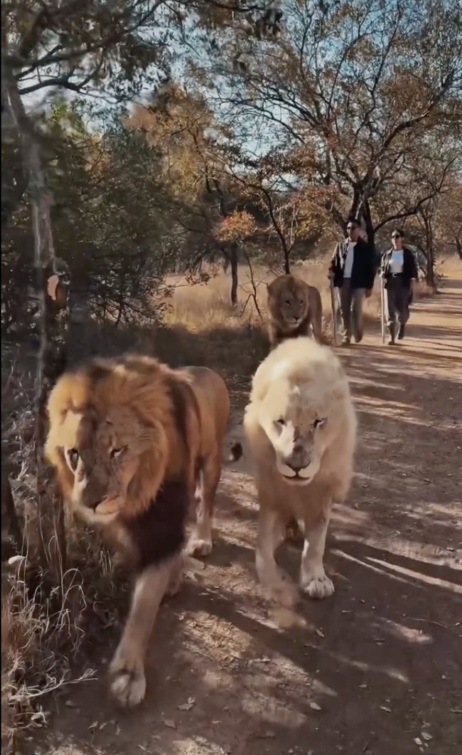 Alih-alih restoran mewah, Darma memiliki cara unik melamar kekasihnya. Ia melamar Patricia saat keduanya sedang jalan-jalan ke Afrika. Foto: Instagram/@pschuldtz