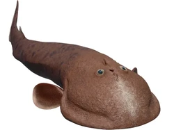 Ikan Aneh Perpaduan Kecebong, Kepiting, dan Siput Bisa Ubah Sejarah Evolusi