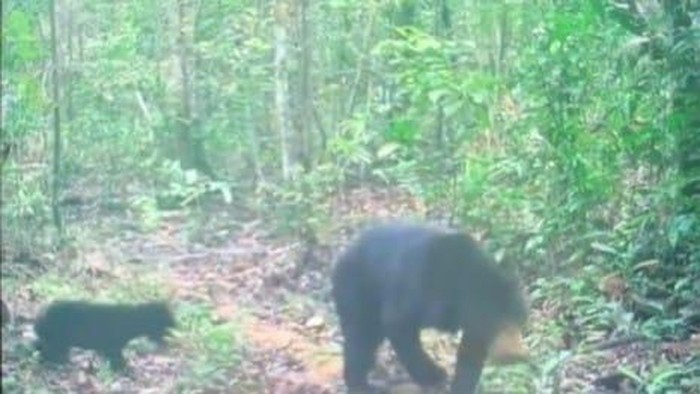 Penampakan dua ekor beruang yang diduga menyerang petani di Musi Rawas hingga kritis