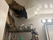 Ngeri! Plafon Rumah Jebol dan Muntahin Kecoa, Penyewa Histeris