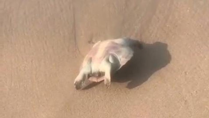Seekor penyu ditemukan dalam kondisi mati di Pantai Watu Kodok, Tanjungsari, Gunungkidul.
