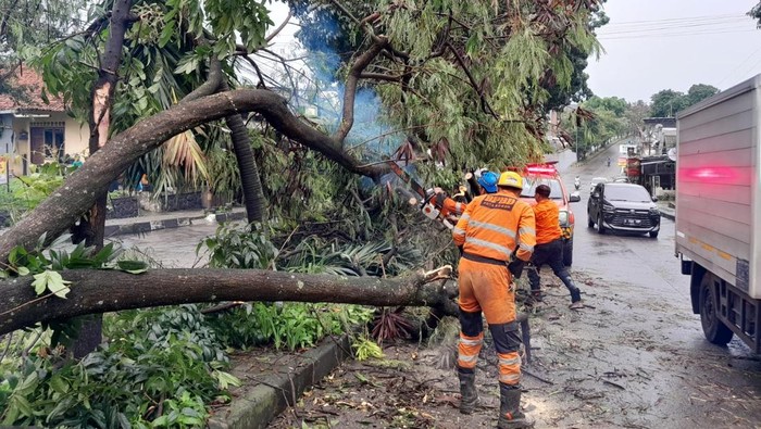 Pohon tumbang di Tegal Gundil, Kota Bogor, Senin (11/8/2025) sore.