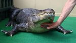 Potret Pertemanan Unik Pria Jerman dengan Aligator Selama 30 Tahun