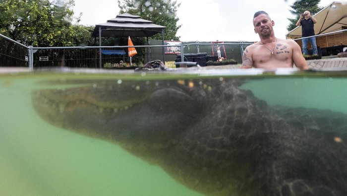 Former circus artist Krystian Kaulis pets Mrs Meyer, an American alligator, as he takes a swim in the outdoor pool in Elmenhorst, Germany, August 1, 2025. REUTERS/Lisi Niesner