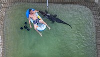 Frau Meyer berenang santai di kolam rumah. Di penangkaran, aligator Amerika seperti ini bisa hidup hingga 100 tahun. Foto: REUTERS/Lisi Niesner