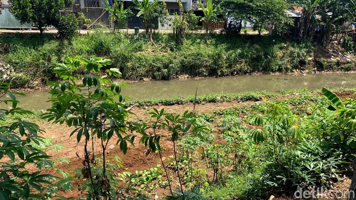 Sedimentasi Sungai Cipamokolan yang dijadikan kebun.