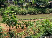 Keluh Warga Ada Kebun Darurat di Sedimentasi Sungai Cipamokolan