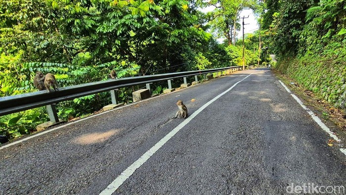 Seekor monyet duduk di tengah jalur tanjakan Cisarakan, Sukabumi, sementara beberapa ekor lainnya bertengger di pagar pembatas. Pengendara yang melintas diimbau mengurangi kecepatan dan waspada agar terhindar dari kecelakaan