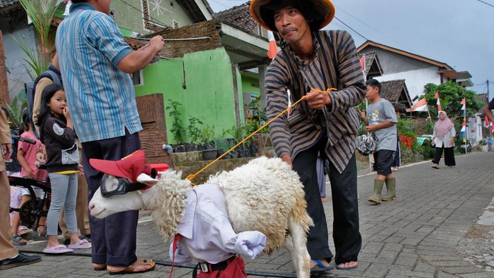 Sejumlah peternak menuntun domba saat karnaval memeriahkan HUT ke-80 Kemerdekaan RI di Desa Konservasi Gunung Gempol, Jumo, Temanggung, Jawa Tengah, Senin (11/8/2025). Karnaval keliling kampung di desa yang sebagain besar warganya peternak domba tersebut diikuti sedikitnya seratus ekor domba untuk menyemarakkan HUT ke-80 Kemerdekaan RI sekaligus sebagai media promosi, hiburan dan ajang silaturahim sesama peternak. ANTARA FOTO/Anis Efizudin/nym.