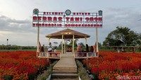 Bunga marigold yang cantik dijamin bisa menyejukkan mata bagi para pengunjung yang datang.