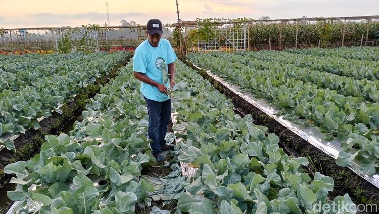 Menikmati Keindahan Bunga Marigold di Wisata Petik Sayur Lumajang