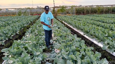 Menikmati Keindahan Bunga Marigold di Wisata Petik Sayur Lumajang
