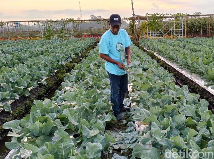 Menikmati Keindahan Bunga Marigold di Wisata Petik Sayur Lumajang