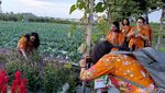 Menikmati Keindahan Bunga Marigold di Wisata Petik Sayur Lumajang