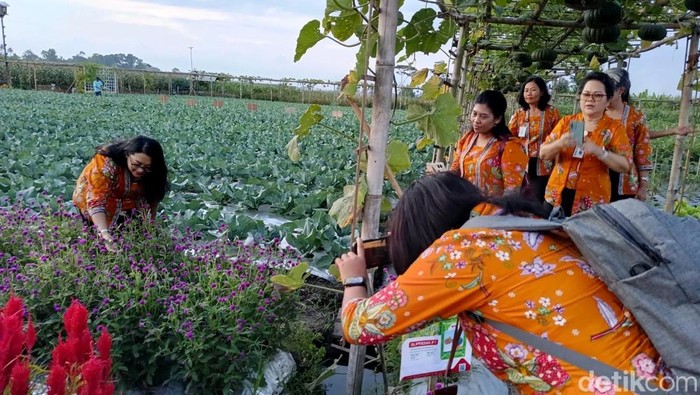 Serunya Petik Sayur di Lumajang Sambil Selfie dengan Lanskap Bunga Marigold-5 Serunya Petik Sayur di Lumajang Sambil Selfie dengan Lanskap Bunga Marigold