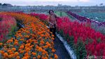 Menikmati Keindahan Bunga Marigold di Wisata Petik Sayur Lumajang