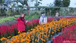 Menikmati Keindahan Bunga Marigold di Wisata Petik Sayur Lumajang