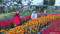 Indahnya bunga marigold bisa menjadi spot foto yang menarik untuk pengunjung yang datang.