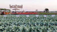 Bukan sebagai pemandangan semata, hamparan bunga marigold ini sebagai upaya untuk mengendalikan beragam serangan hama ulat, trips dan lainnya yang bisa merusak tanaman petani.