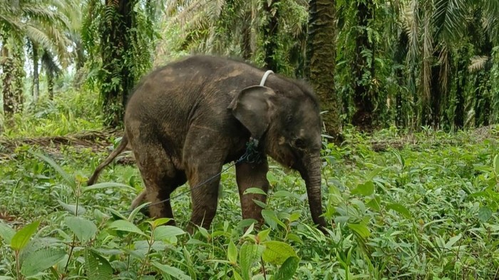Anak gajah yang ditinggal indukan dan akhirnya mati. (Dok Balai BKSDA Riau)