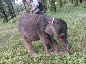 BKSDA Riau Ungkap Penyebab Kematian Anak Gajah Yuni