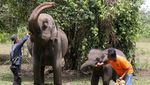 Peringatan Hari Gajah Sedunia di Aceh