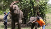 Gajah adalah hewan yang luar biasa, mereka cerdas, emosional, dan memainkan peran penting dalam menjaga keseimbangan ekosistem. Namun, populasi mereka terus terancam oleh perburuan, hilangnya habitat, dan konflik dengan manusia. Foto: ANTARA FOTO/IRWANSYAH PUTRA