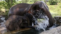 Hari Gajah Sedunia pertama kali diperingati pada tahun 2012, sebagai inisiatif bersama antara dua pembuat film dokumenter Kanada, Patricia Sims dan Michael Clark, bersama dengan Elephant Reintroduction Foundation di Thailand. Sejak itu, lebih dari 65 organisasi konservasi di seluruh dunia bergabung dalam kampanye ini untuk mendukung perlindungan gajah. Foto: ANTARA FOTO/IRWANSYAH PUTRA
