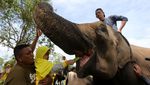 Peringatan Hari Gajah Sedunia di Aceh