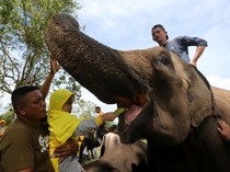 Peringatan Hari Gajah Sedunia di Aceh