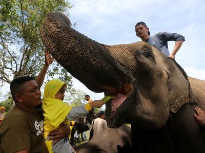 Peringatan Hari Gajah Sedunia di Aceh