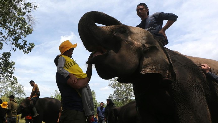 Pelajar memberi makan gajah sumatra (Elephas maximus sumatranus) jinak dalam rangka memperingati Hari Gajah Sedunia di Pusat Latihan Gajah (PLG) Saree, Aceh Besar, Aceh, Selasa (12/8/2025). Hari Gajah Sedunia yang diperingati setiap 12 Agustus didedikasikan untuk meningkatkan kesadaran global tentang ancaman kepunahan akibat perburuan liar, hilangnya habitat, dan perdagangan ilegal serta mengedukasi perlindungan terhadap gajah sejak usia dini. ANTARA FOTO/Irwansyah Putra/rwa.
