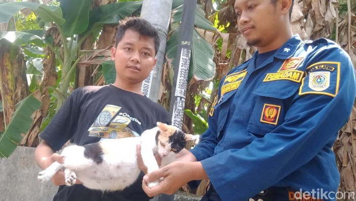 Kucing betina bunting tercebur sumur dievakuasi tim Damkar Klaten, Selasa (12/8/2025).