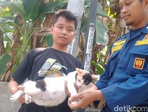 Meong-meong Ternyata Kucing Bunting Tercebur Sumur di Delanggu Klaten