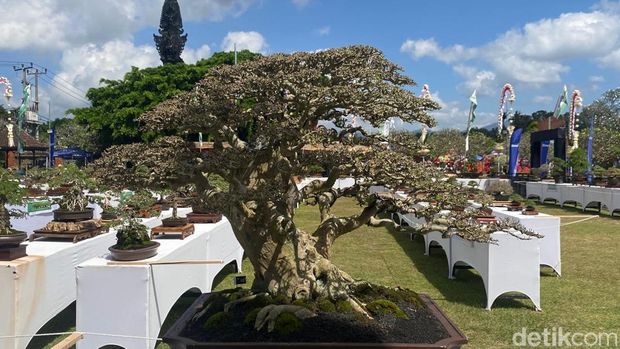 Lomba bonsai di Taman Candra Buana, Amlapura, Selasa (12/8/2025).