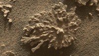 Penjelajah Mars Curiosity milik NASA menggunakan Mars Hand Lens Imager (MAHLI), sebuah kamera di ujung lengan robotnya, untuk mengamati batuan yang terkikis angin ini, berbentuk seperti sepotong karang, pada 24 Juli 2025. Dijuluki Paposo oleh tim sains penjelajah, batuan tersebut berjarak sekitar 5 sentimeter dari kamera MAHLI saat foto ini diambil. Foto: (NASA)