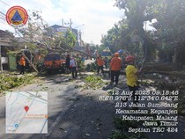 Pohon Sono Kembang Tumbang di Kepanjen, Sempat Macetkan Lalin