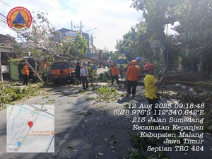 Pohon Sono Kembang Tumbang di Kepanjen, Sempat Macetkan Lalin