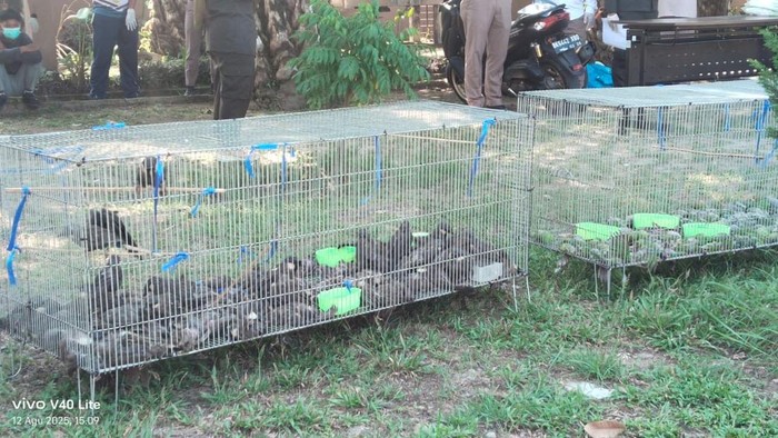 Ratusan burung seludupan asal Thailand dimusnahkan di Deli Serdang (Istimewa)