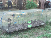 Ratusan Burung Seludupan Asal Thailand Dimusnahkan, Karantina Sumut: Tak Sehat