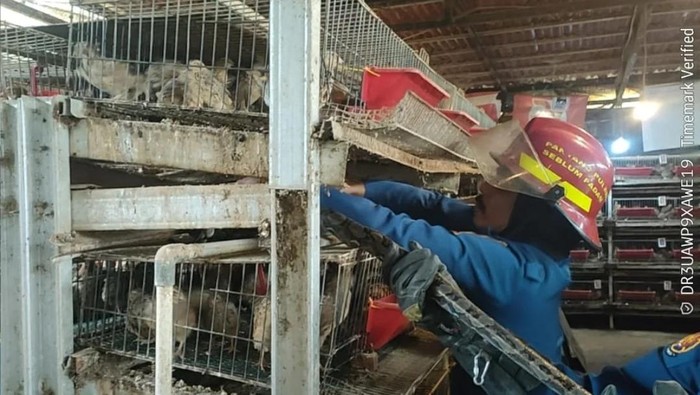 Seekor ular sanca memasuki peternakan burung puyuh warga di Jalan Cipayung, Ciomas, Bogor. (dok. Damkar Bogor)