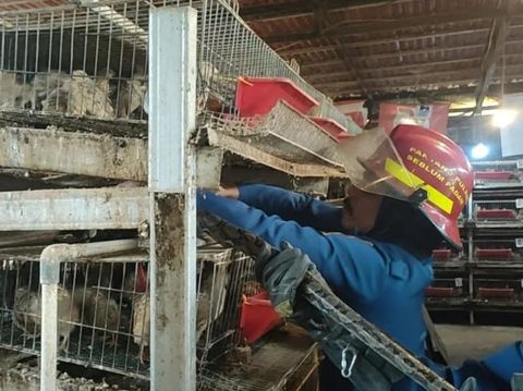 Seekor ular sanca memasuki peternakan burung puyuh warga di Jalan Cipayung, Ciomas, Bogor. (dok. Damkar Bogor)