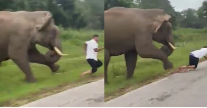 Turis dikejar gajah di India