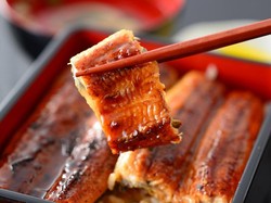 Viral Ikan Sidat Gara-gara Raditya Dika, Beda atau Sama dengan Belut?