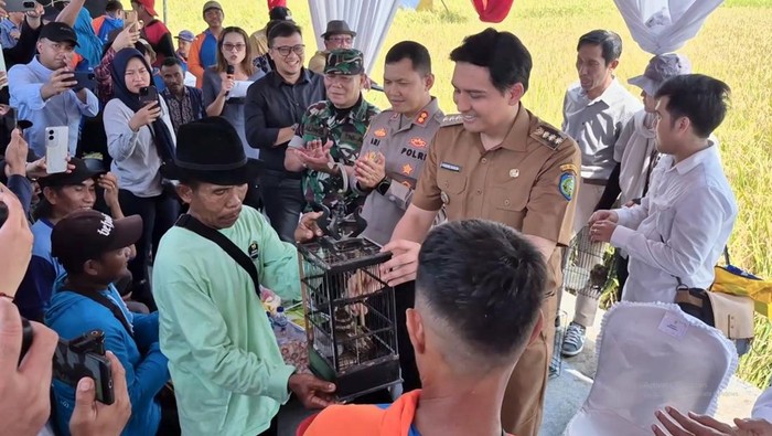 Bupati Indramayu, Lucky Hakim mengerahkan burung hantu untuk mengatasi hama tikus di area persawahan