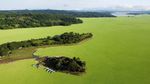 Gulma Air Serbu Waduk Terbesar El Salvador, Ancam Listrik dan Ekosistem