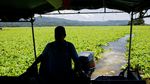 Gulma Air Serbu Waduk Terbesar El Salvador, Ancam Listrik dan Ekosistem