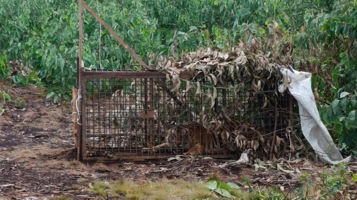 Harimau masuk perangkap. (Dok BBKSDA Riau)