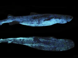 Unik, Ada Jenis Hiu yang Menyala dalam Gelap